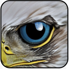 EagleEyes